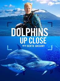 摄影师贝尔蒂与海豚零距离封面图