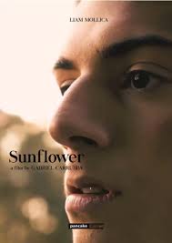 向日葵2023封面图